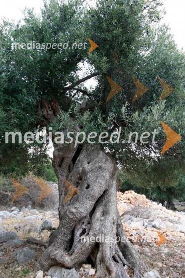 Lunska oljkaLunske oljke, otok Pag, Hrvaška