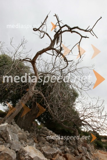 Lunska oljka v ozadjuLunske oljke, otok Pag, Hrvaška