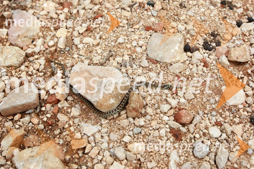 Leopard kača (Leopard Snake)Lunske oljke, otok Pag, Hrvaška