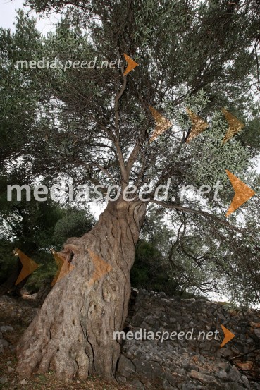 Lunska oljkaLunske oljke, otok Pag, Hrvaška