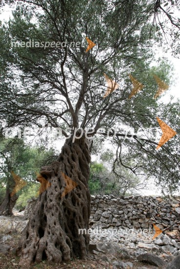 Lunska oljkaLunske oljke, otok Pag, Hrvaška