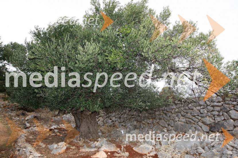 Lunska oljkaLunske oljke, otok Pag, Hrvaška