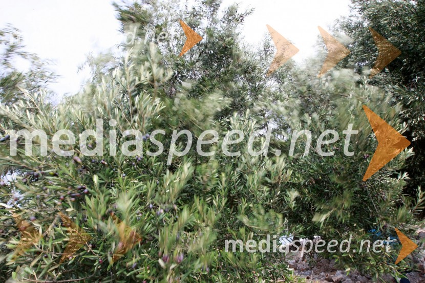 Lunske oljkeLunske oljke, otok Pag, Hrvaška