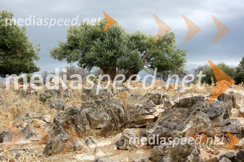 Lunska oljkaLunske oljke, otok Pag, Hrvaška