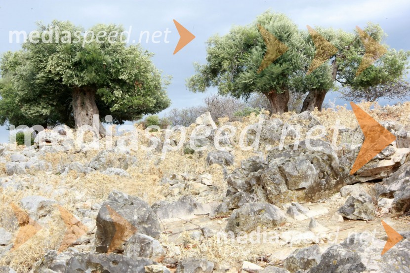 Lunski oljkiLunske oljke, otok Pag, Hrvaška