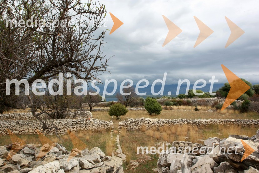 Lunske oljkeLunske oljke, otok Pag, Hrvaška