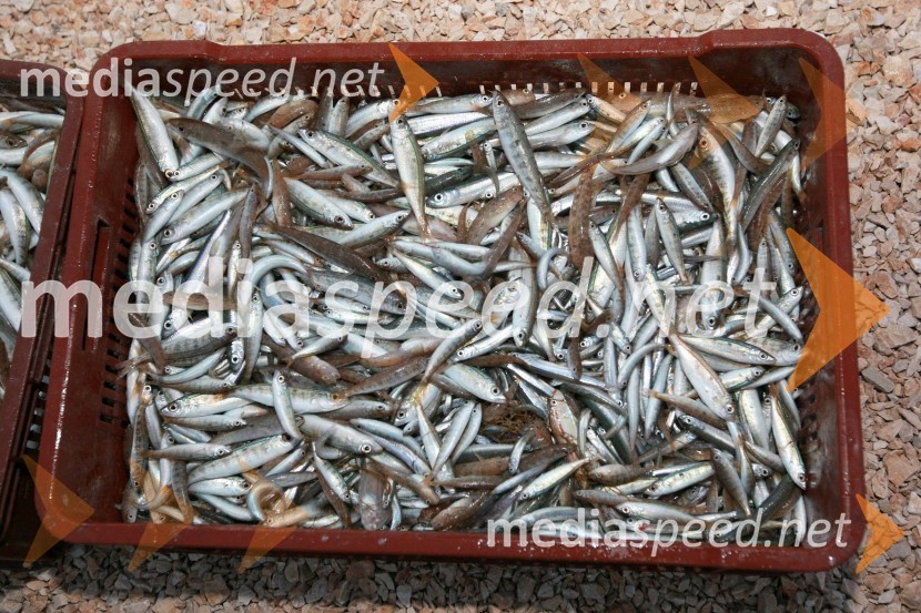 UlovRibiči, otok Pag, Hrvaška