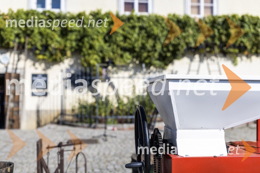 35. Svečana trgatev Stare trte