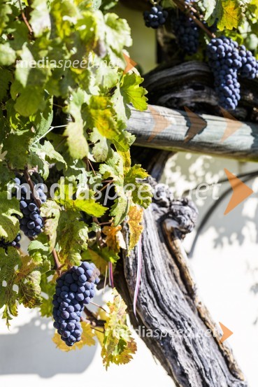 35. Svečana trgatev Stare trte