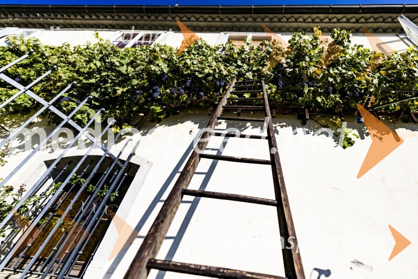 35. Svečana trgatev Stare trte