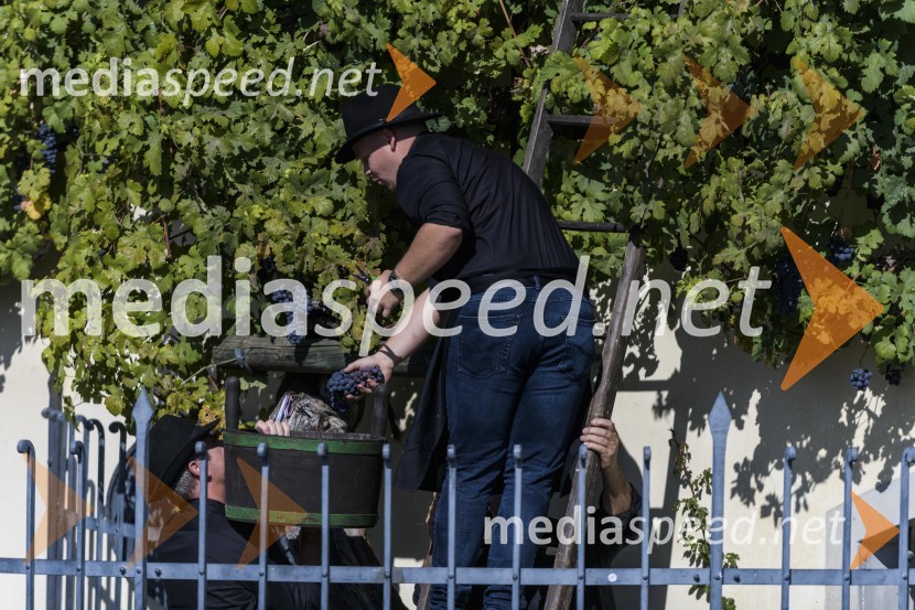 35. Svečana trgatev Stare trte