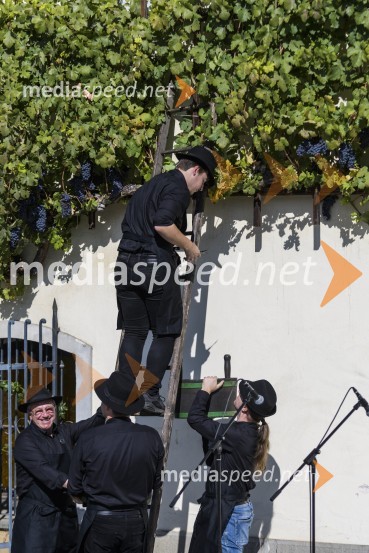 35. Svečana trgatev Stare trte