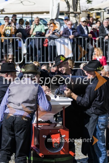 35. Svečana trgatev Stare trte