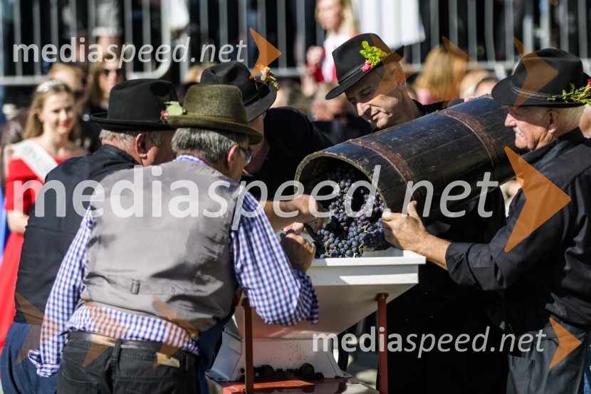 35. Svečana trgatev Stare trte