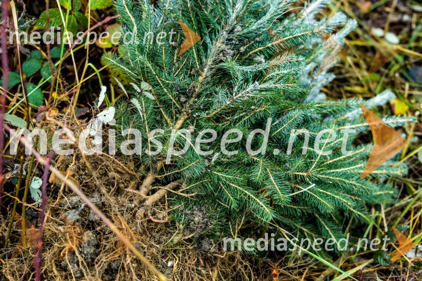 Začelo se je pogozdovanje, ki bo ozelenilo Slovenijo