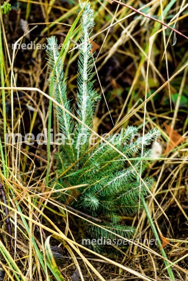 Začelo se je pogozdovanje, ki bo ozelenilo Slovenijo