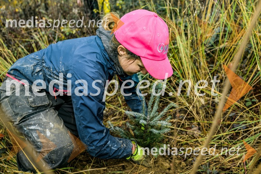Začelo se je pogozdovanje, ki bo ozelenilo Slovenijo