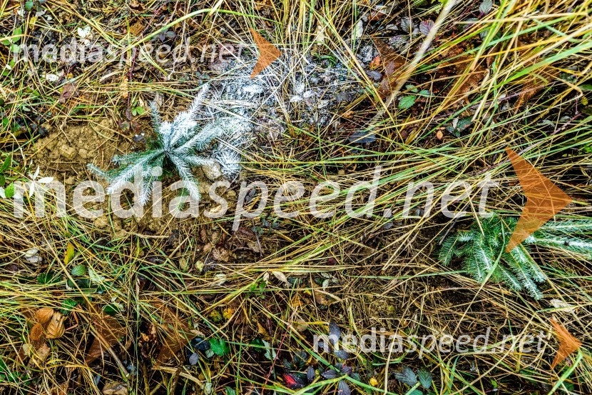 Začelo se je pogozdovanje, ki bo ozelenilo Slovenijo