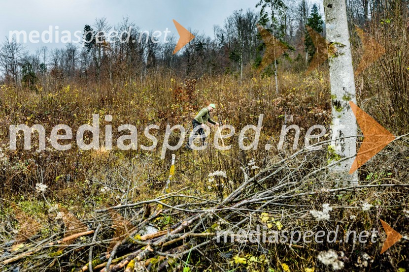 Začelo se je pogozdovanje, ki bo ozelenilo Slovenijo