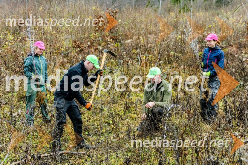 Začelo se je pogozdovanje, ki bo ozelenilo Slovenijo