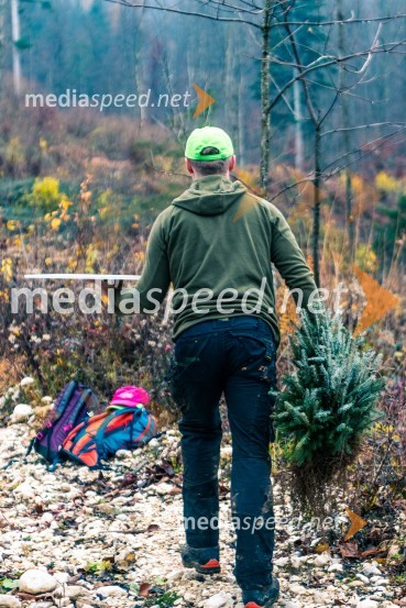 Začelo se je pogozdovanje, ki bo ozelenilo Slovenijo