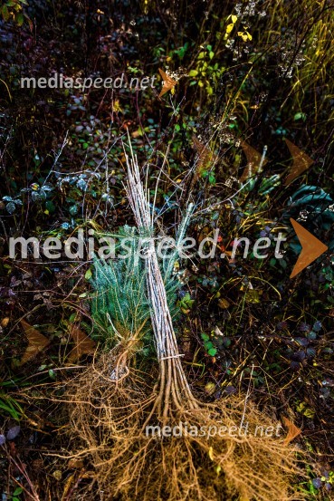 Začelo se je pogozdovanje, ki bo ozelenilo Slovenijo