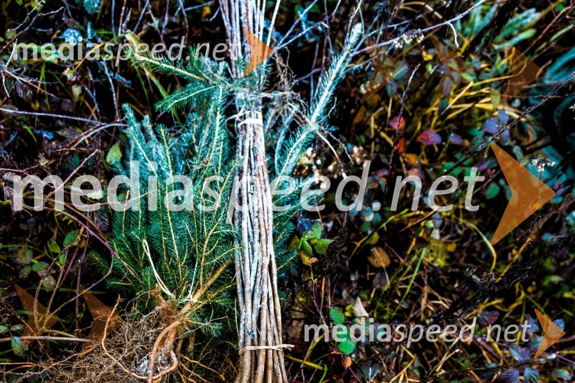 Začelo se je pogozdovanje, ki bo ozelenilo Slovenijo