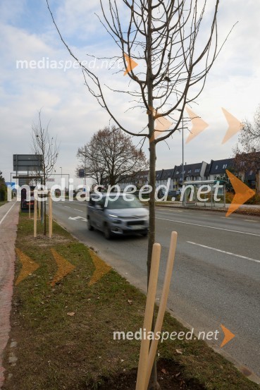 V Kranju začeli z akcijo »KR posvoji drevo«