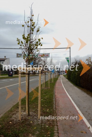 V Kranju začeli z akcijo »KR posvoji drevo«