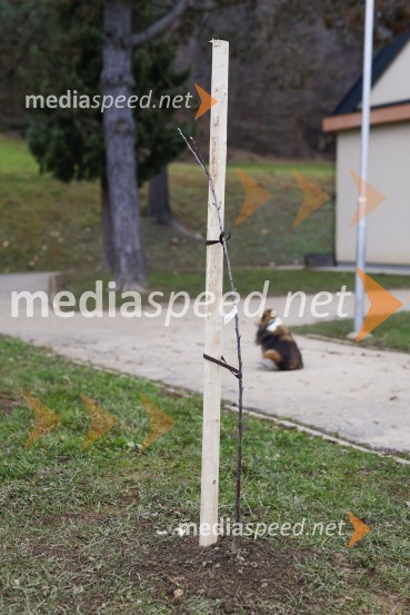 V Kranju začeli z akcijo »KR posvoji drevo«