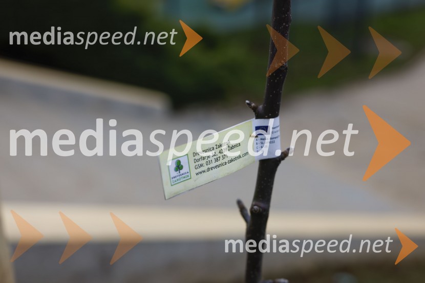 V Kranju začeli z akcijo »KR posvoji drevo«