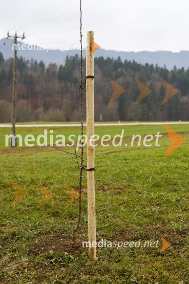 V Kranju začeli z akcijo »KR posvoji drevo«