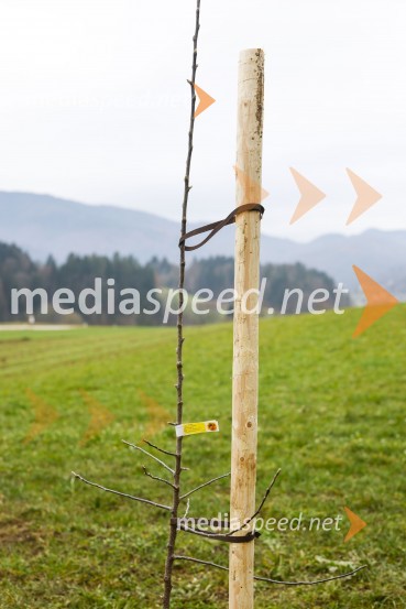 V Kranju začeli z akcijo »KR posvoji drevo«