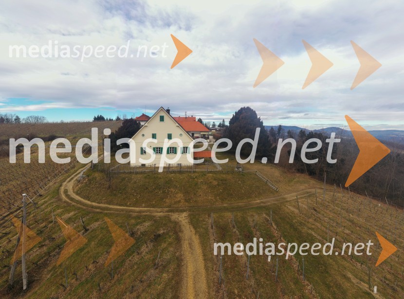 Trgatev grozdja na Meranovem