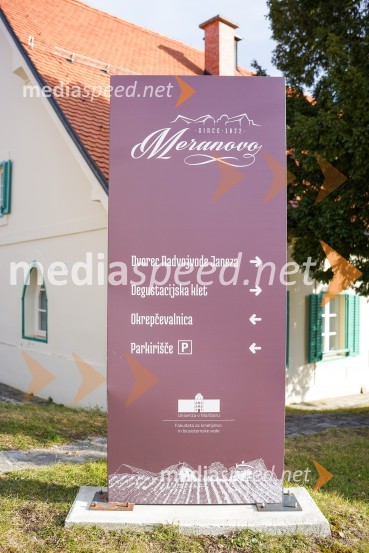 Trgatev grozdja na Meranovem