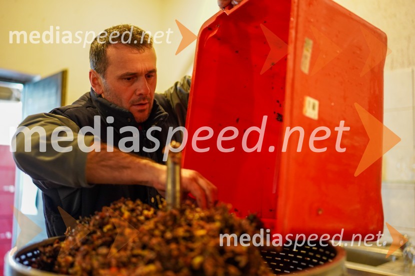  Uroš Kavkler, strokovni sodelavec, FKBV, MeranovoTrgatev grozdja na Meranovem