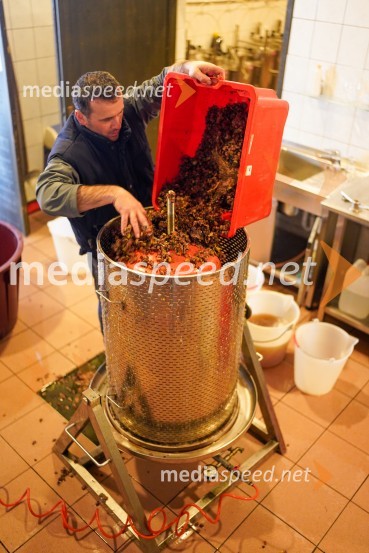  Uroš Kavkler, strokovni sodelavec, FKBV, MeranovoTrgatev grozdja na Meranovem