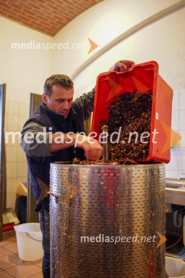  Uroš Kavkler, strokovni sodelavec, FKBV, MeranovoTrgatev grozdja na Meranovem