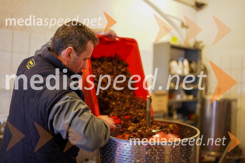  Uroš Kavkler, strokovni sodelavec, FKBV, MeranovoTrgatev grozdja na Meranovem