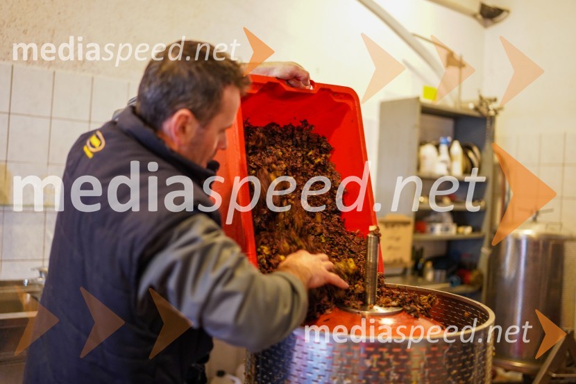  Uroš Kavkler, strokovni sodelavec, FKBV, MeranovoTrgatev grozdja na Meranovem