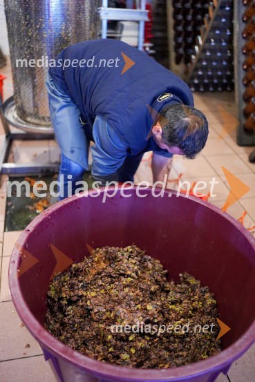  Uroš Kavkler, strokovni sodelavec, FKBV, MeranovoTrgatev grozdja na Meranovem