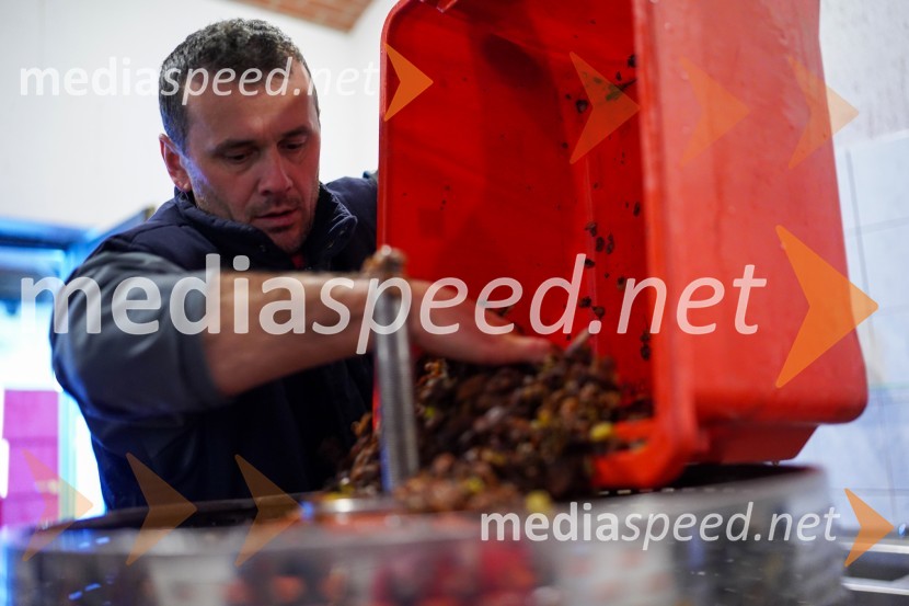  Uroš Kavkler, strokovni sodelavec, FKBV, MeranovoTrgatev grozdja na Meranovem