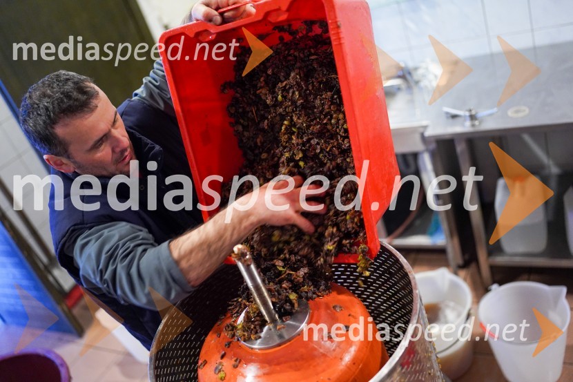  Uroš Kavkler, strokovni sodelavec, FKBV, MeranovoTrgatev grozdja na Meranovem