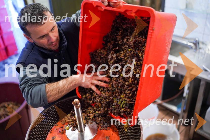  Uroš Kavkler, strokovni sodelavec, FKBV, MeranovoTrgatev grozdja na Meranovem