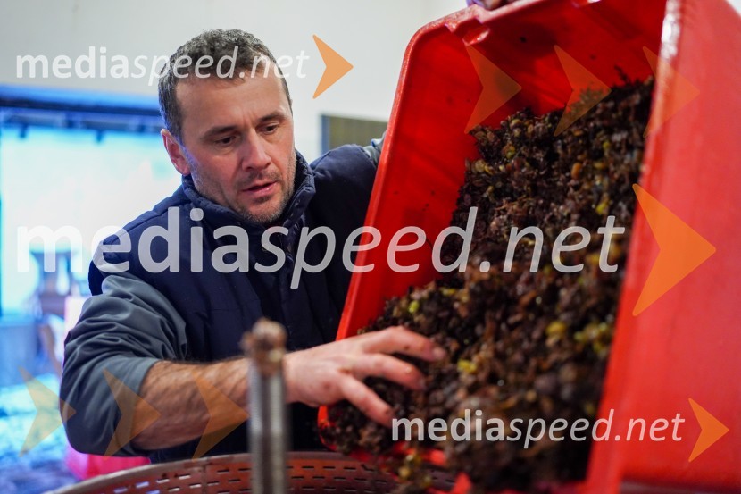  Uroš Kavkler, strokovni sodelavec, FKBV, MeranovoTrgatev grozdja na Meranovem