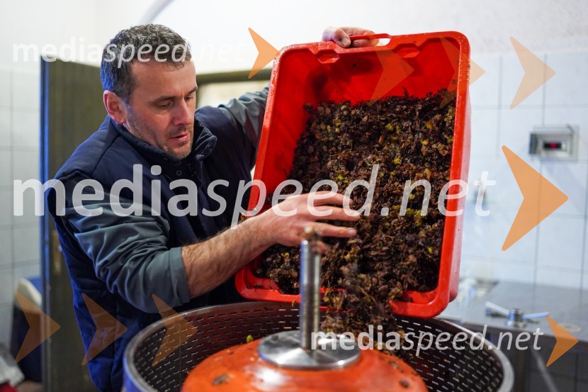  Uroš Kavkler, strokovni sodelavec, FKBV, MeranovoTrgatev grozdja na Meranovem
