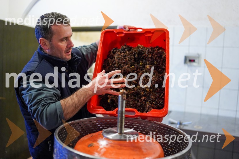  Uroš Kavkler, strokovni sodelavec, FKBV, MeranovoTrgatev grozdja na Meranovem