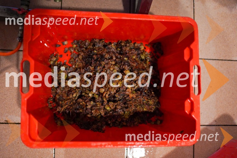 Trgatev grozdja na Meranovem