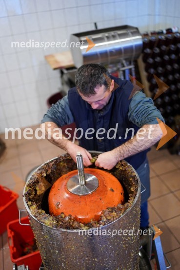  Uroš Kavkler, strokovni sodelavec, FKBV, MeranovoTrgatev grozdja na Meranovem