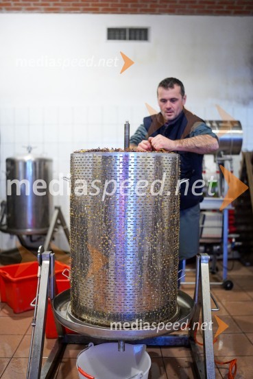  Uroš Kavkler, strokovni sodelavec, FKBV, MeranovoTrgatev grozdja na Meranovem